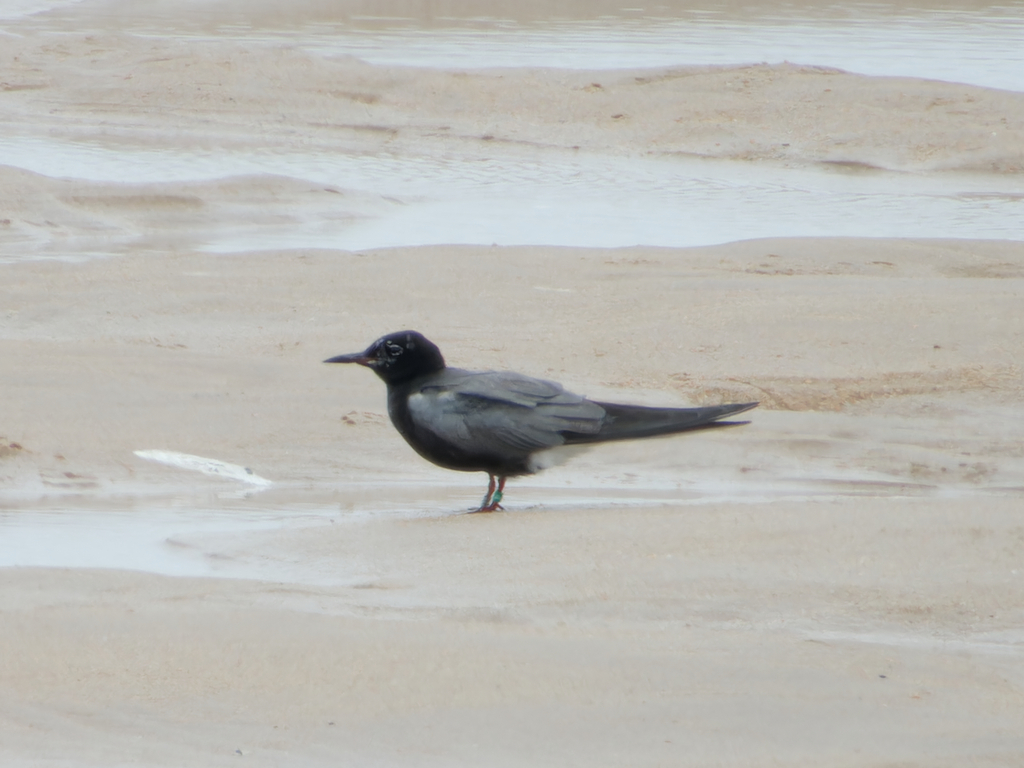 Photo of American Black Tern